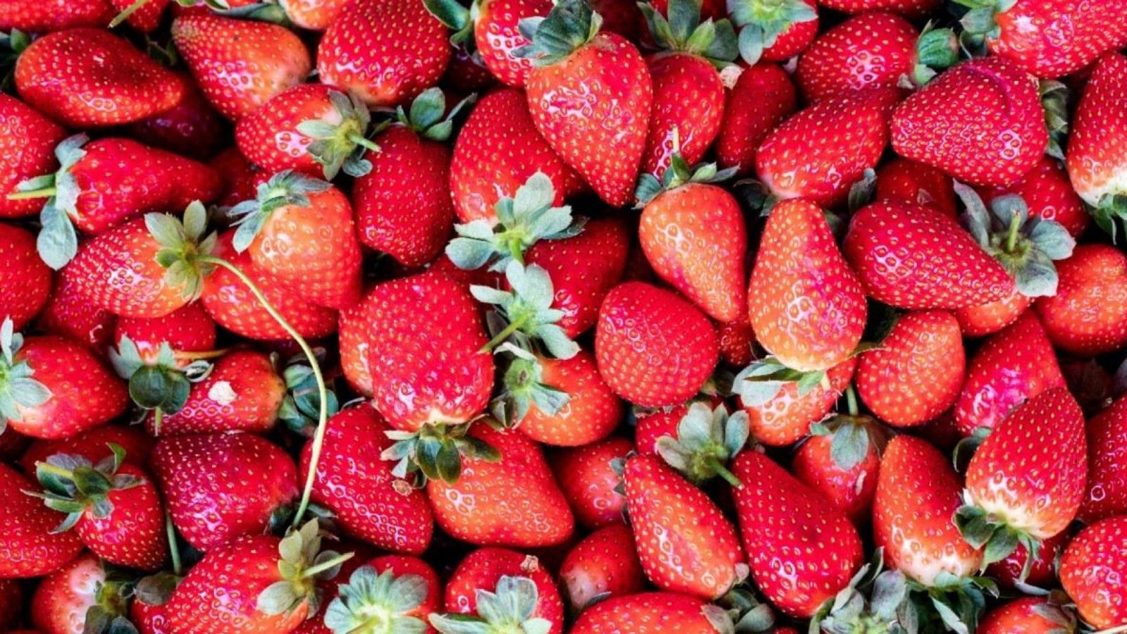 3º Festival do Morango movimenta Brejo da Madre de Deus neste fim de semana - Divulgação