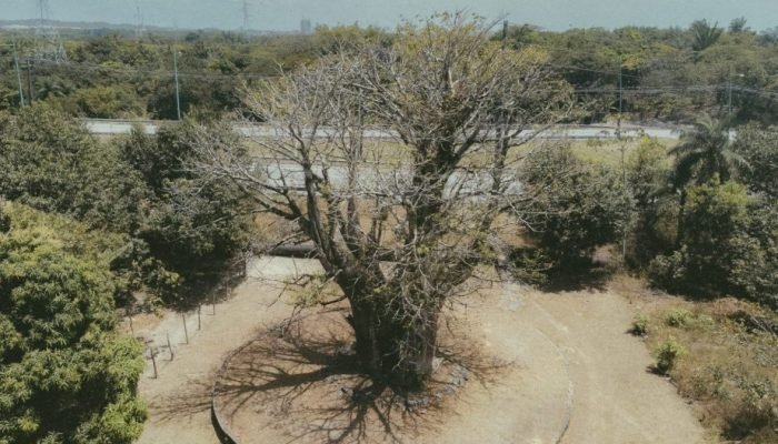 Baobá centenário - Divulgação/ Projeto Raízes