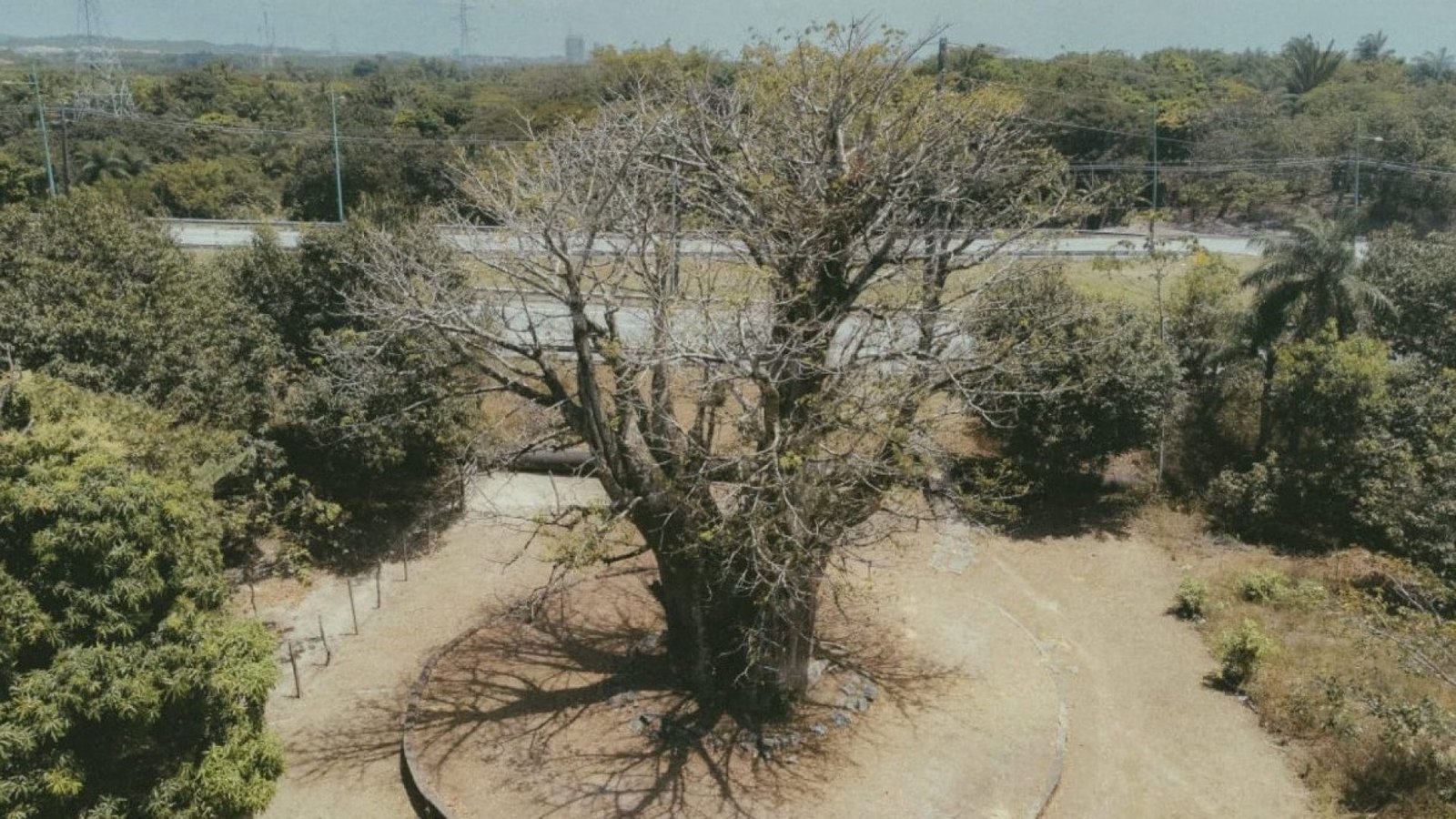Baobá centenário - Divulgação/ Projeto Raízes