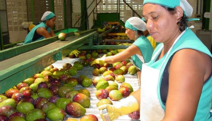 Workshop Internacional discute em Petrolina cadeia produtiva da manga destinada à exportação -...