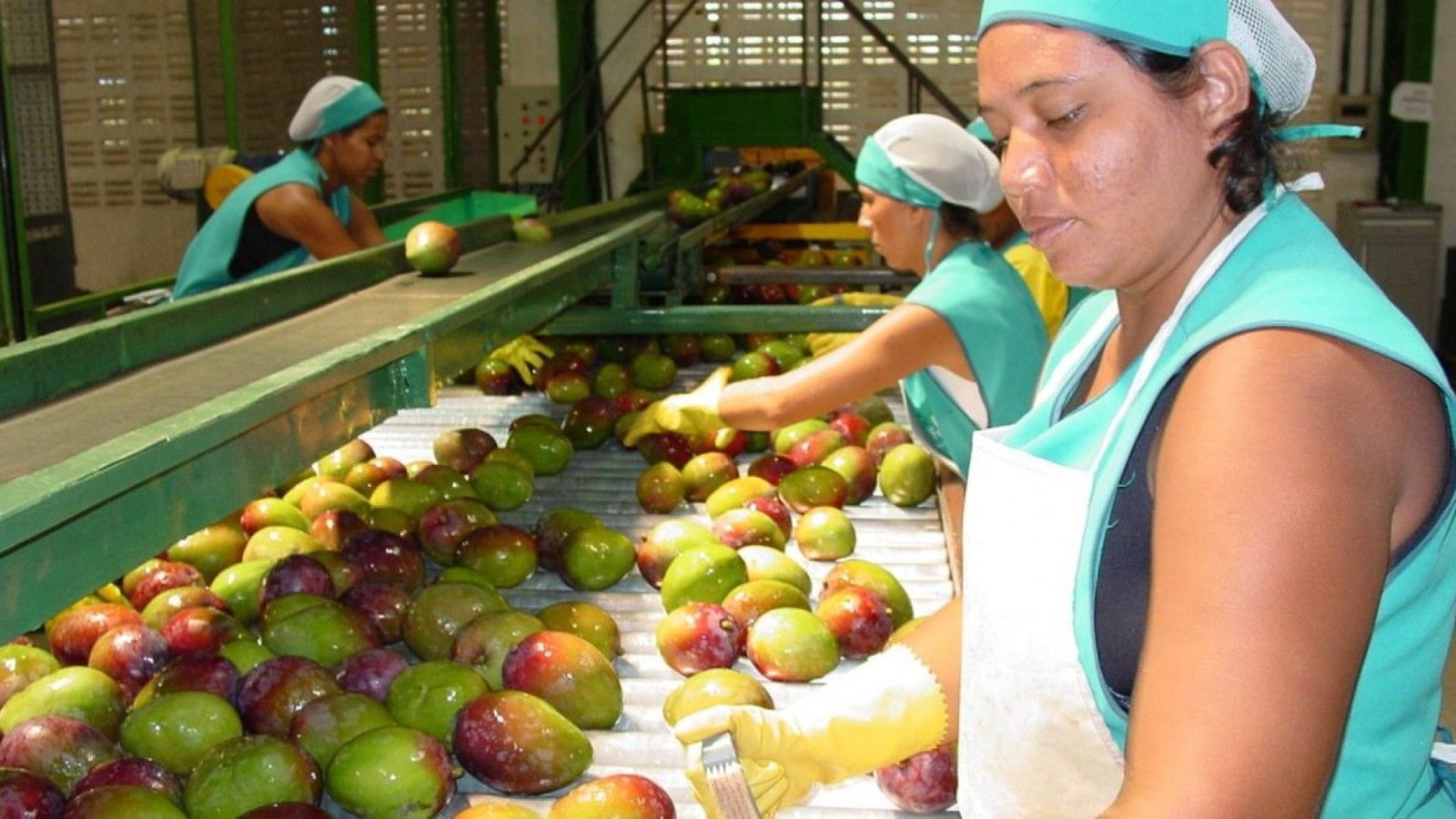 Workshop Internacional discute em Petrolina cadeia produtiva da manga destinada à exportação -...