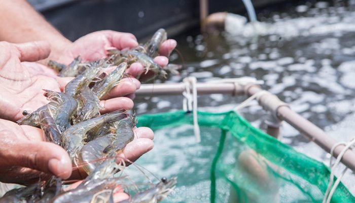 Camarão, leite, ovos e mel: Paraíba cresce em produção de alimentos de origem animal, diz IBGE.