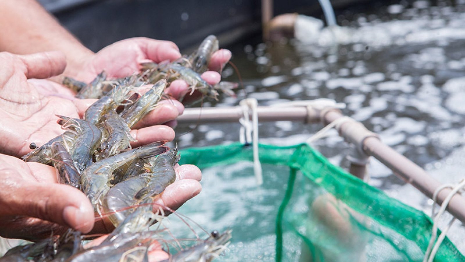 Camarão, leite, ovos e mel: Paraíba cresce em produção de alimentos de origem animal, diz IBGE.