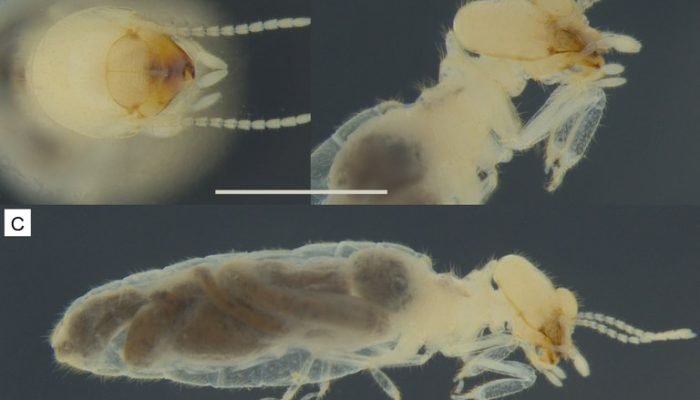 'Triclavitermes catoleensis': nova espécie de cupim é descoberta no Sertão da Paraíba | Foto:...