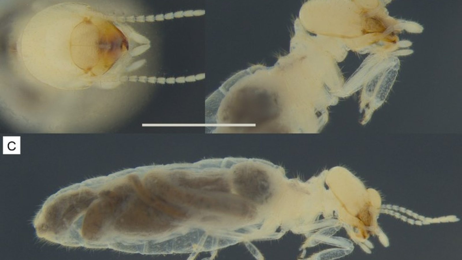 'Triclavitermes catoleensis': nova espécie de cupim é descoberta no Sertão da Paraíba | Foto:...