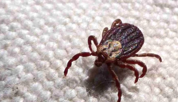 © Prefeitura de Jundiaí