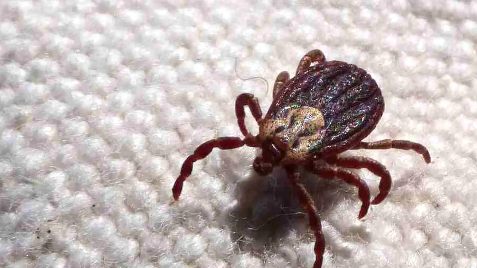 © Prefeitura de Jundiaí