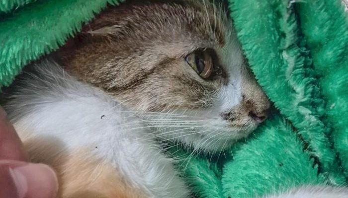 © Polícia Civil do Paraná