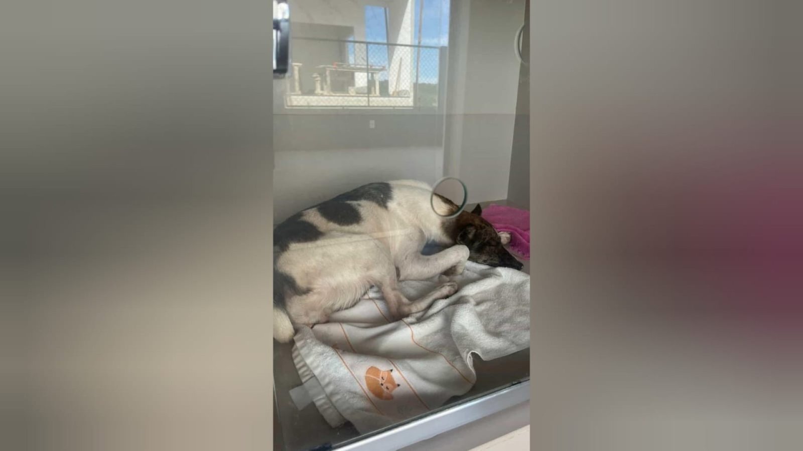outro ângulo, o homem aparece caminhando já sem a bicicleta, vê que o animalzinh