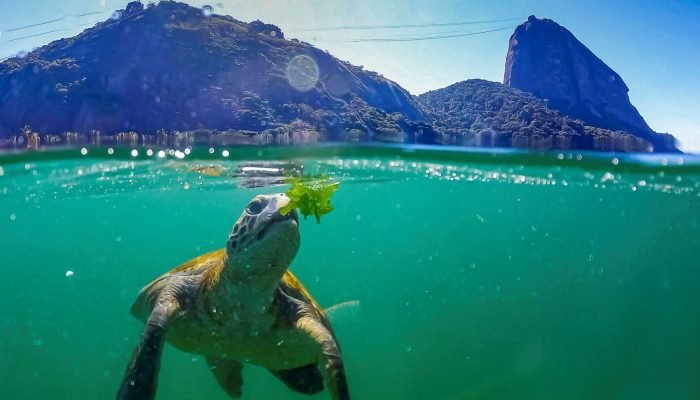tância ecológica das ilhas, consideradas um dos principais patrimônios naturais