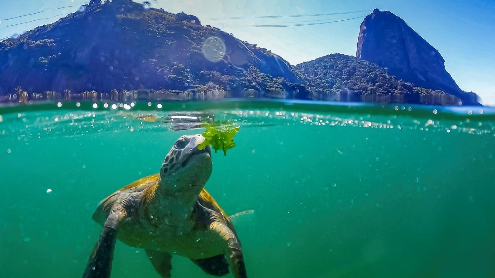 tância ecológica das ilhas, consideradas um dos principais patrimônios naturais